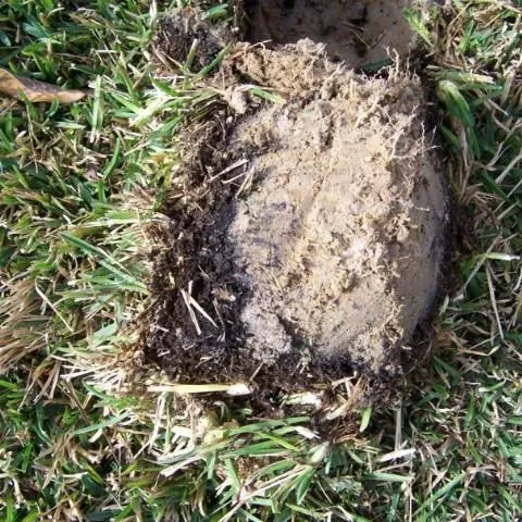 thumbnail for publication: The Role of Soil Management in Minimizing Water and Nutrient Losses from the Urban Landscape